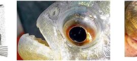 Anatomia dos peixes de água doce