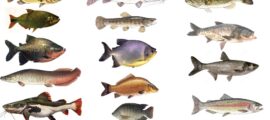 Espécies comerciais de peixes